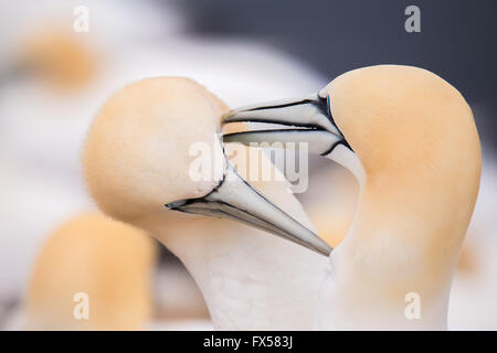 Northern gannet (Sula bassana), detail head portrait of beautiful sea bird, birds in love with blue sea water in the background, Stock Photo