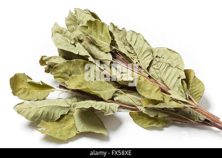 Several dried twigs with leaves of smoke tree Cotinus Coggygria on white background. Stock Photo