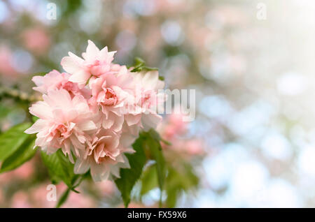 Beautiful pink sakura blossoms closeup. Toned photo. Stock Photo