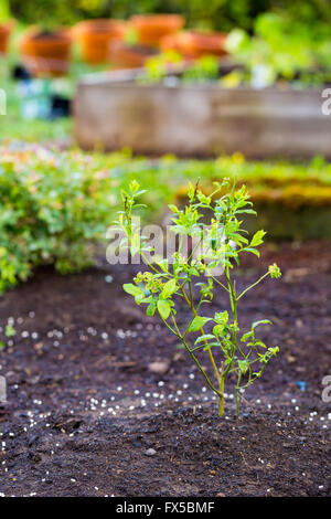 Young organic blueberry bush in a garden. Stock Photo