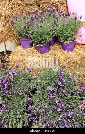 Pots with lavender flowers Stock Photo