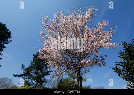 Natur, Jahreszeiten, Fruehling, Baum, Baumbluete, weisse Blueten, Zierkirsche, Japanische Bluetenkirsche, Prunus serrulata Stock Photo