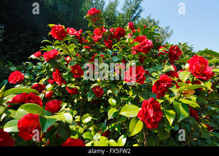 Natur, Jahreszeiten, Fruehling, Baum, Baumbluete, Strauch, rote Blueten, Kamelie, Camellia japonica Stock Photo