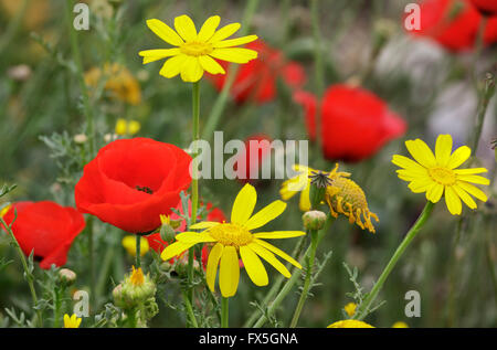 red poppies and yellow daisies in nature Stock Photo