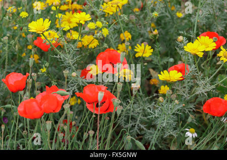 red poppies and yellow daisies in nature Stock Photo