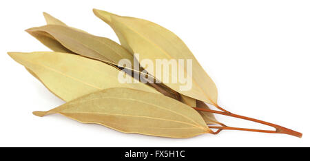 Cassia leaves over white background Stock Photo