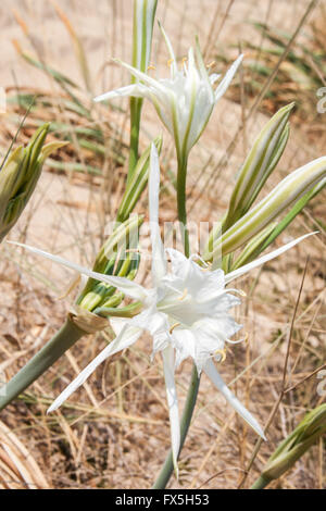 A white flower of sea daffodil, Pancratium maritimum, growing the sand of a italian beach Stock Photo