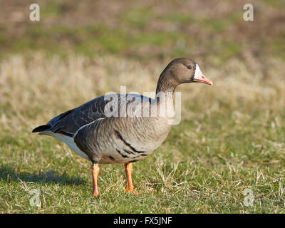 Greater white-fronted goose resting on the ground in its habitat Stock Photo