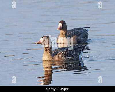 Greater white-fronted geese swimming in its habitat Stock Photo