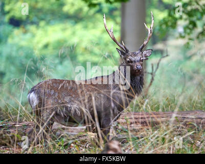 Male sika deer hiding in its natural habitat Stock Photo