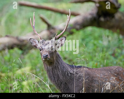 Young male sika deer hiding in its natural habitat Stock Photo