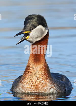 Red Necked Grebe in its natural habitat Stock Photo