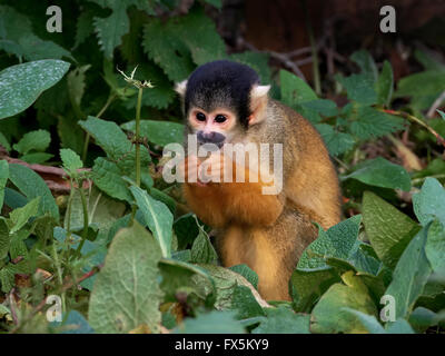 black capped squirrel monkey in its habitat Stock Photo