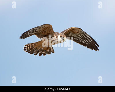 Red footed falcon in flight with blue skies in the background Stock Photo