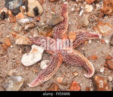 A common starfish, or common sea star  (Asterias rubens) washed ashore on a pebble beach Stock Photo