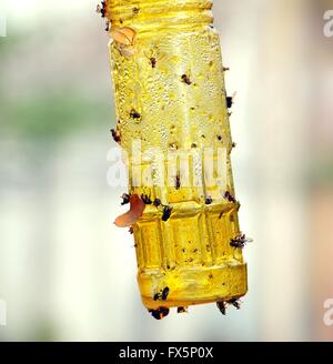 A bottle is covered with honey to be used as a fly trap Stock Photo
