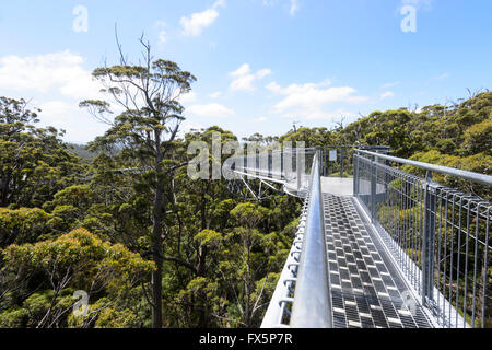 Tree Top Walk, Valley of the Giants, Walpole-Nornalup National Park, Western Australia, WA, Australia Stock Photo