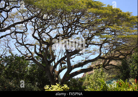 Waimea Valley on Oahu (Hawaii). Stock Photo