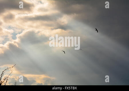 Shafts of sunlight coming through clouds Stock Photo