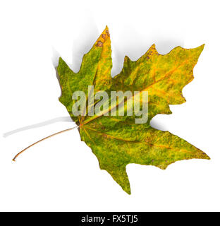 autumn leaf  on white background Stock Photo