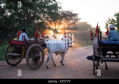 Men on Ox and cart making their way along dusty dirt tracks at sunset in Bagan, Myanmar