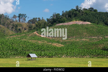 Rubber and rice plantations in Luang Namtha, Laos PDR Stock Photo