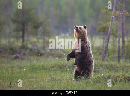 Brown bear, Ursus arctos, standing up on his back legs or back paws and sniffing in the air, Kuhmo, Finland Stock Photo