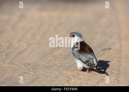 Pygmy falcon (Polihierax semitorquatus) female, Kgalagadi Transfrontier Park, South Africa Stock Photo