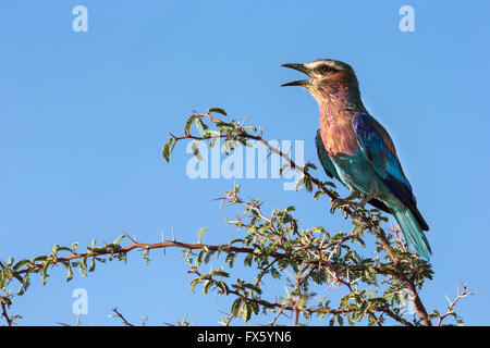 Lilac-breasted roller (Coracias caudatus), Kgalagadi Transfrontier Park, Northern Cape, South Africa
