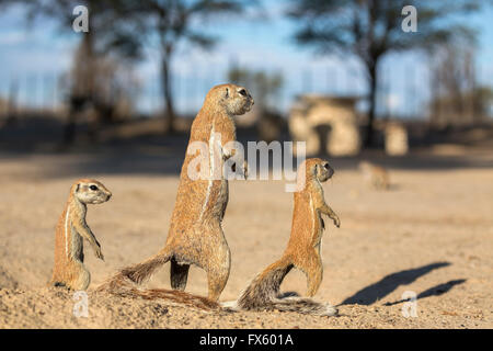 Ground squirrels (Xerus inauris) on camp site, Kgalagadi Transfrontier Park, Northern Cape, South Africa Stock Photo