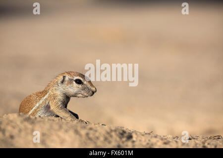 Young ground squirrel (Xerus inauris), Kgalagadi Transfrontier Park, Northern Cape, South Africa Stock Photo