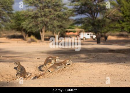 Ground squirrels (Xerus inauris) on camp site, Kgalagadi Transfrontier Park, Northern Cape, South Africa Stock Photo