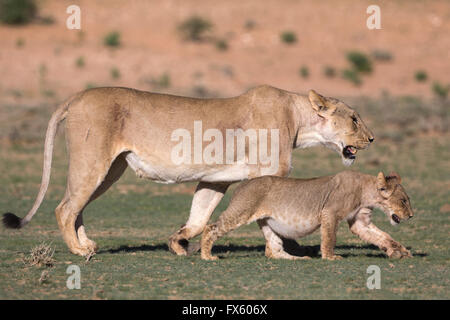 Lioness walking with cub (Panthera leo) in the Kalahari, Kgalagadi Transfrontier Park, Northern Cape, South Africa
