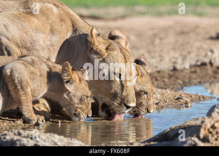 Lioness with cubs (Panthera leo) drinking in the Kalahari, Kgalagadi Transfrontier Park, Northern Cape, South Africa Stock Photo