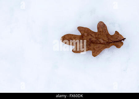 Oak leaf (Quercus sp) in snow, Scotland, UK Stock Photo