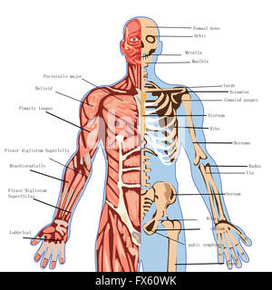 Human Penis Anatomy Stock Photo Alamy human-penis-anatomy-stock-photo-alamy