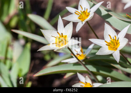 Turkestan tulip (Tulipa turkestanica) Stock Photo