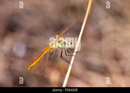 Closeup macro shot of beautiful dragonfly with amazing colors resting on a twig