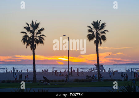 Palm trees on beach at sunset, Santa Monica, California, United States Stock Photo