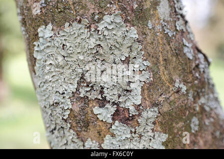 A leafy foliose lichen growing on a tree branch in West Sussex, UK.  It is a symbiotic relationship between a fungus and algae and/or cyanobacteria Stock Photo