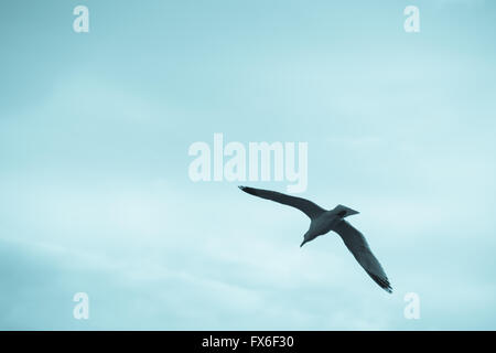 Seagull flying high and spreading its wings against clouds with blue tint Stock Photo
