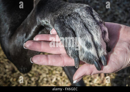 Woman holding the paw of a black great dane in her hand. Stock Photo