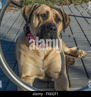 Boerboel mastiff, South African Mastiff, dog, 20 months old, wearing red collar Stock Photo