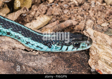 Puget Sound garter snake, Thamnophis sirtalis pickeringii; native to NW Washington, Vancouver Island and SW British Columbia Stock Photo