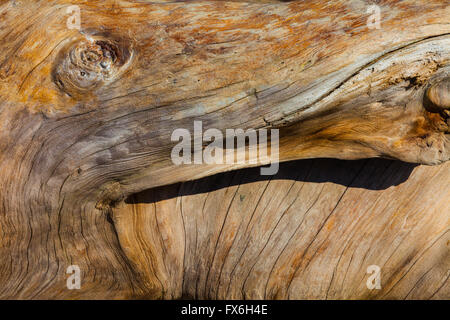 Likeness of a horse's head on a driftwood stump washed up on a beach Stock Photo