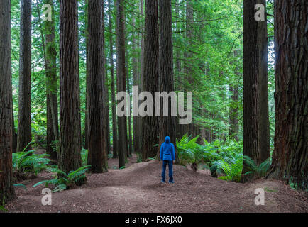 Man looking up in a forest Stock Photo