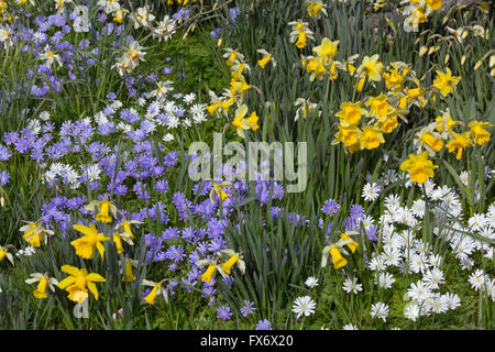 Anemone blanda white and blue with Daffodils and flowering Magnolia in Spring Stock Photo