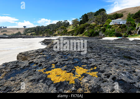 Colourful Algae on Rocks, Boat Harbour Beach, Tasmania, Australia Stock Photo