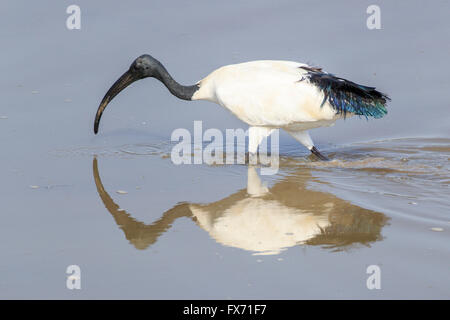 African sacred ibis (Threskiornis aethiopicus), foraging in the water, South Luangwa National Park, Zambia Stock Photo