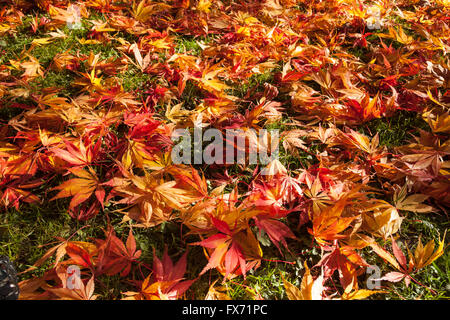 Brightly colored maple leaves lying in the grass, Japanese Maple (Acer japonicum), Romberg Park, Dortmund Stock Photo